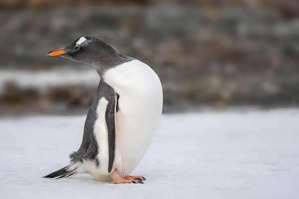 Antarctica-South Georgia Island-Stromness Bay Gentoo penguin close-up